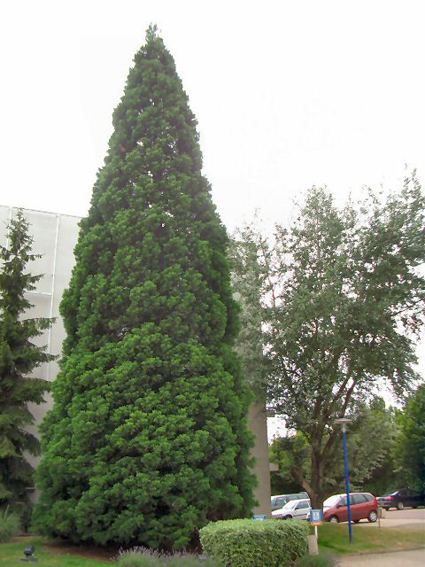 sequoiadendron giganteum