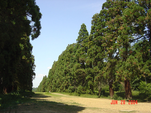 L'allée des séquoias dans le parc de Villeroy. Source: www.mennecy.fr