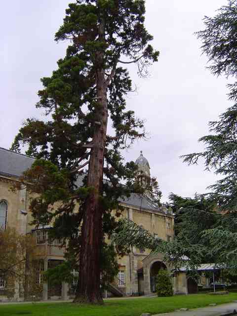 Séquoia géant à Neuilly-sur-Marne  © Eric Touya