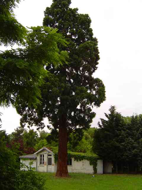 Séquoia géant à Neuilly-sur-Marne  © Eric Touya