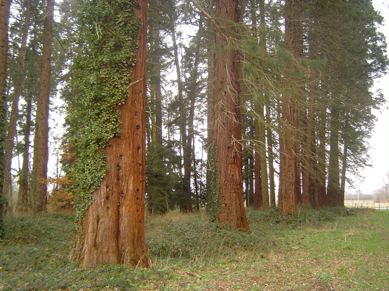 Bois de 78 séquoias géants à Nogent-sur-Vernisson (Ecole Nationale de Gnie Rural des Eaux et Forts) © Eric Touya