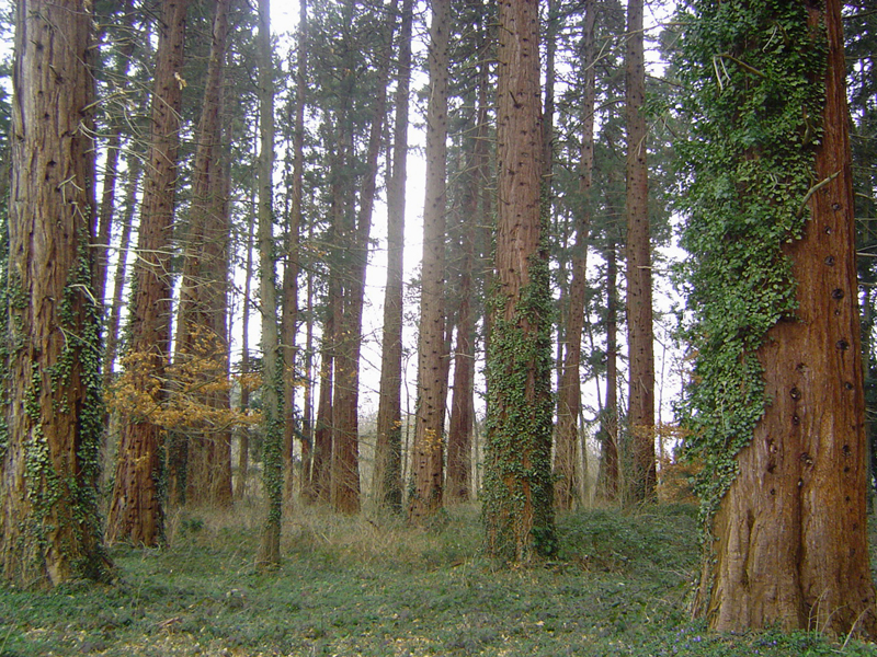 Forêt de séquoias géants © Eric Touya
