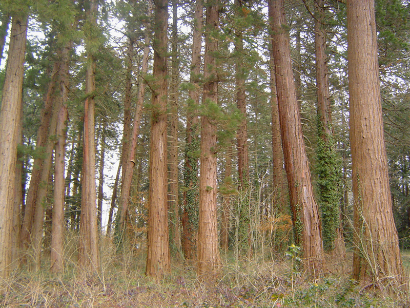 Séquoias géants à Nogent-sur-Vernisson © Eric Touya