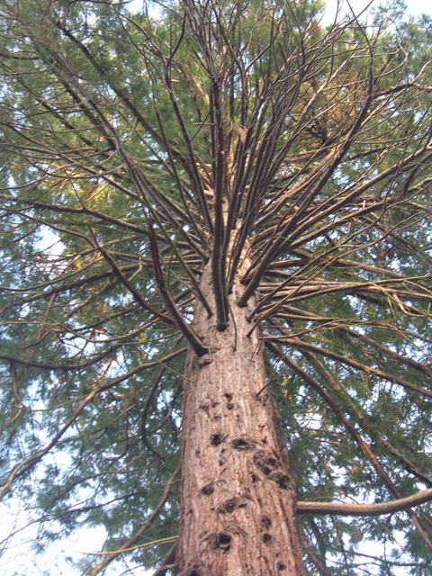 Séquoia géant à Noisiel