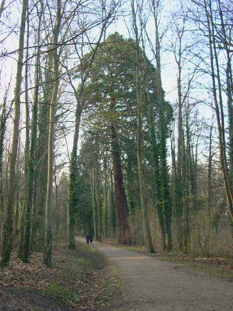 Séquoia dans le Domaine de Noisiel