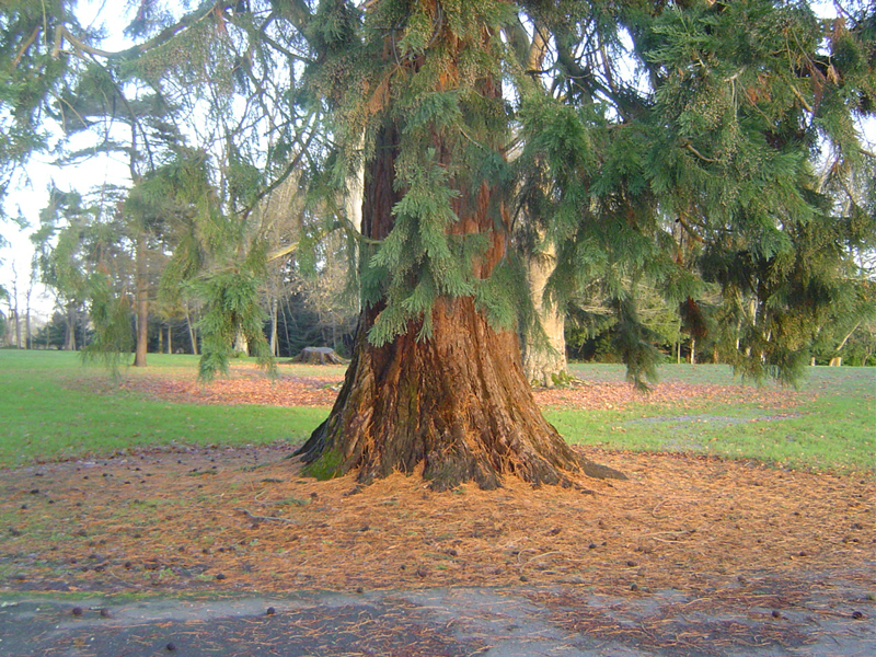 Séquoia géant à Saint-Désir-de-Lisieux © Eric Touya