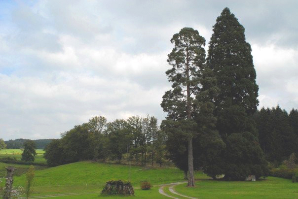 Séquoia géant à Saint-Hilaire-le-Château © Vanessa Fanton