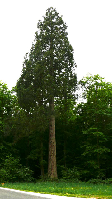 Séquoia géant au Rond de Monsieur © Han van Meegeren