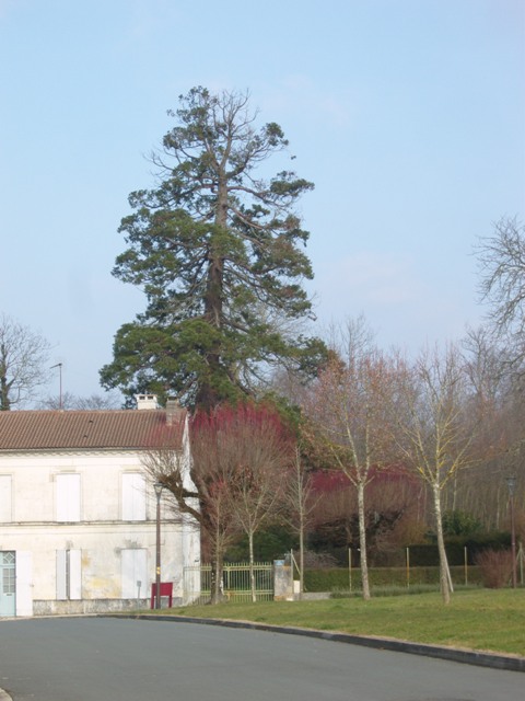 Séquoia géant à xxx