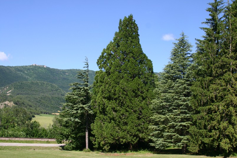 Séquoia géant en lisière de forêt