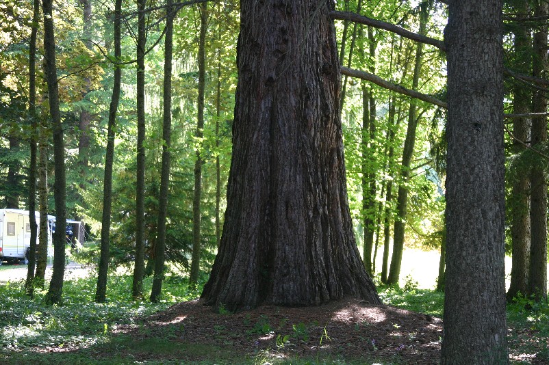Séquoia géant à St Pierre d'Argençon