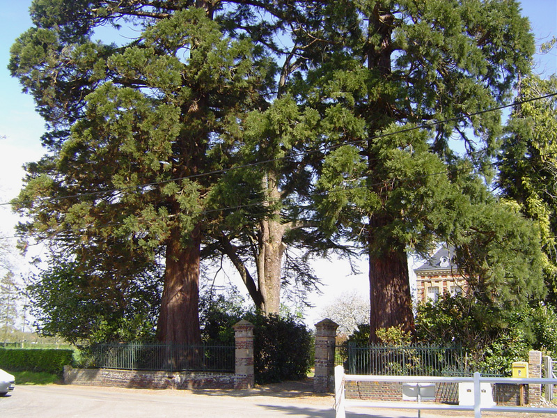Séquoias géants à Saint-Siméon © Eric Touya