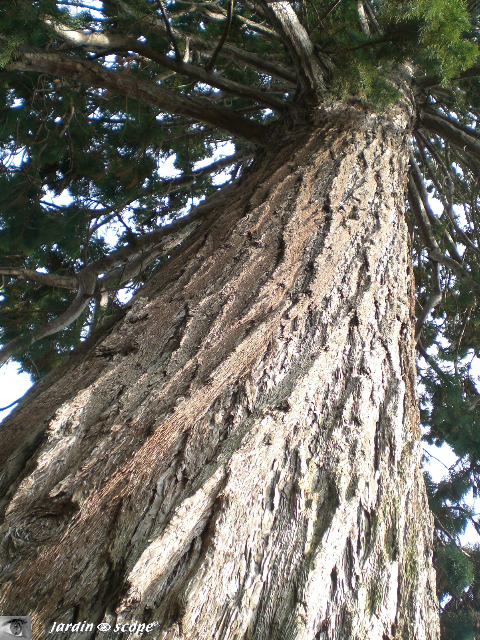 Tronc de séquoia géant © Le Jardinoscope