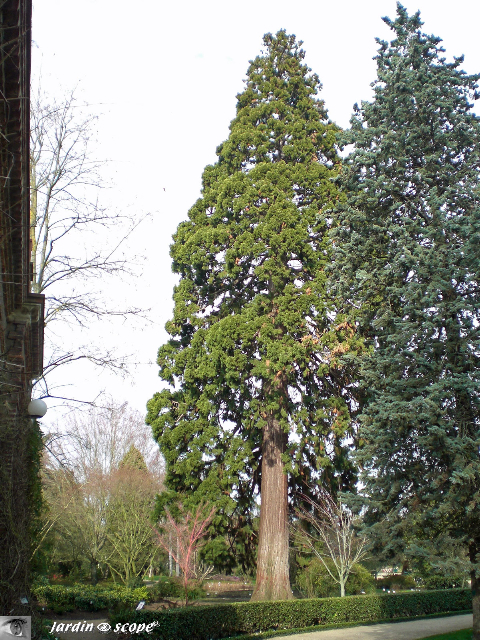 Séquoia géant au Jardin Botanique © Le Jardinoscope