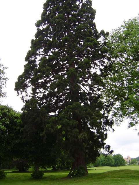 Séquoia géant à Vaucresson haras Lupin