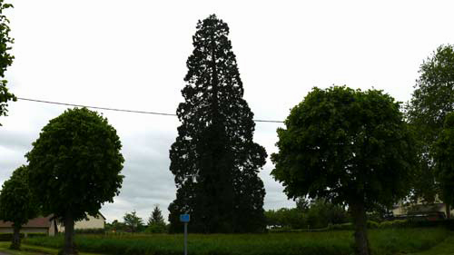 Séquoia géant au Mont de Cerisy © Han van Meegeren