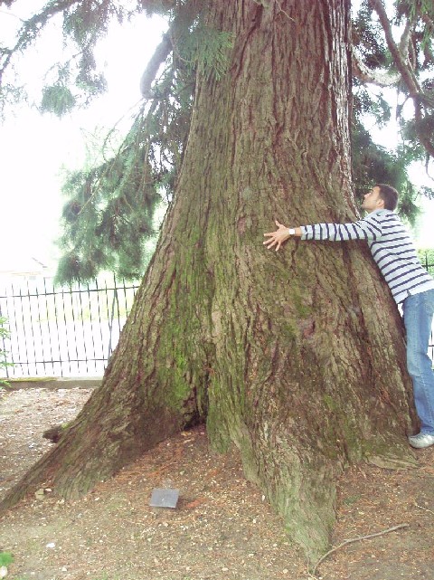 Un amour de séquoia géant à Vitry le François