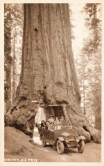 Wawona Tree © www.alamedainfo.com