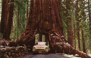 Wawona Tree, Yosemite National Park © www.alamedainfo.com