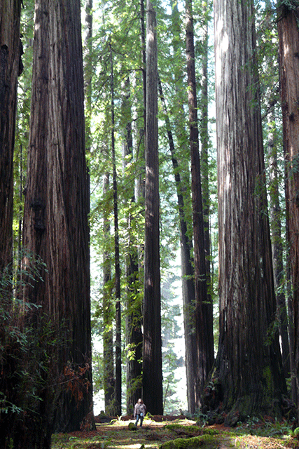 Humboldt Redwoods SP