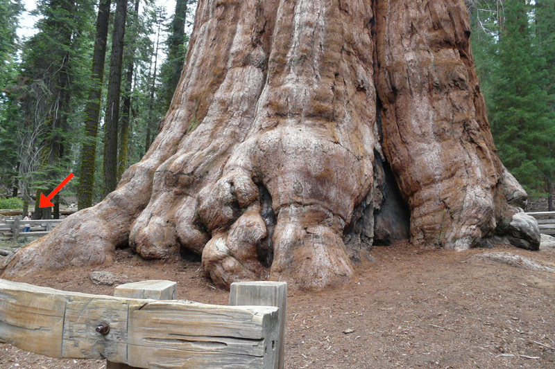 Le General Sherman, l'arbre le plus grand du monde en volume © Marc Meyer.