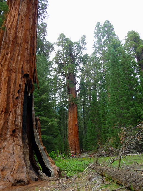 Le Sherman se trouve au coeur de la "Giant Forest" 