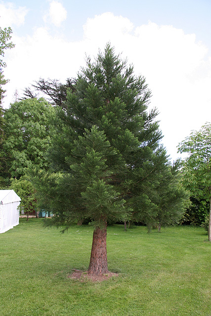 Jeune sequoiadendron giganteum ©Stphane Sudre