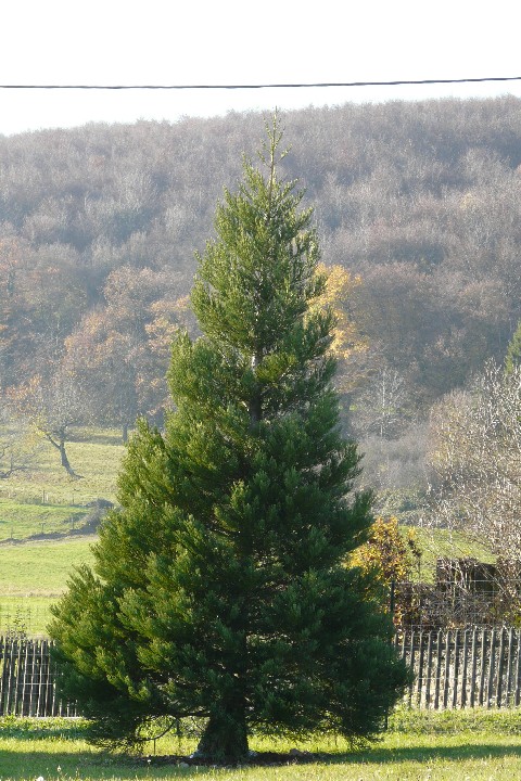 Séquoia géant à Bendorf