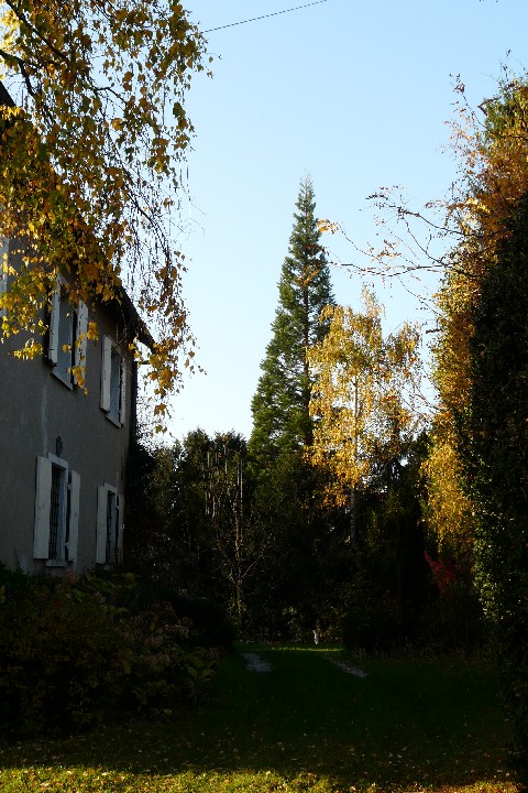 Séquoia géant à Bettlach