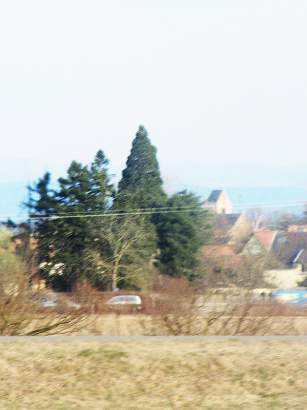 Séquoia géant à Bourgheim