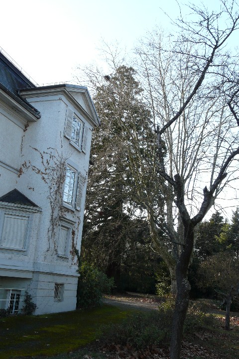 Séquoia géant avenue Clemenceau à Cernay 