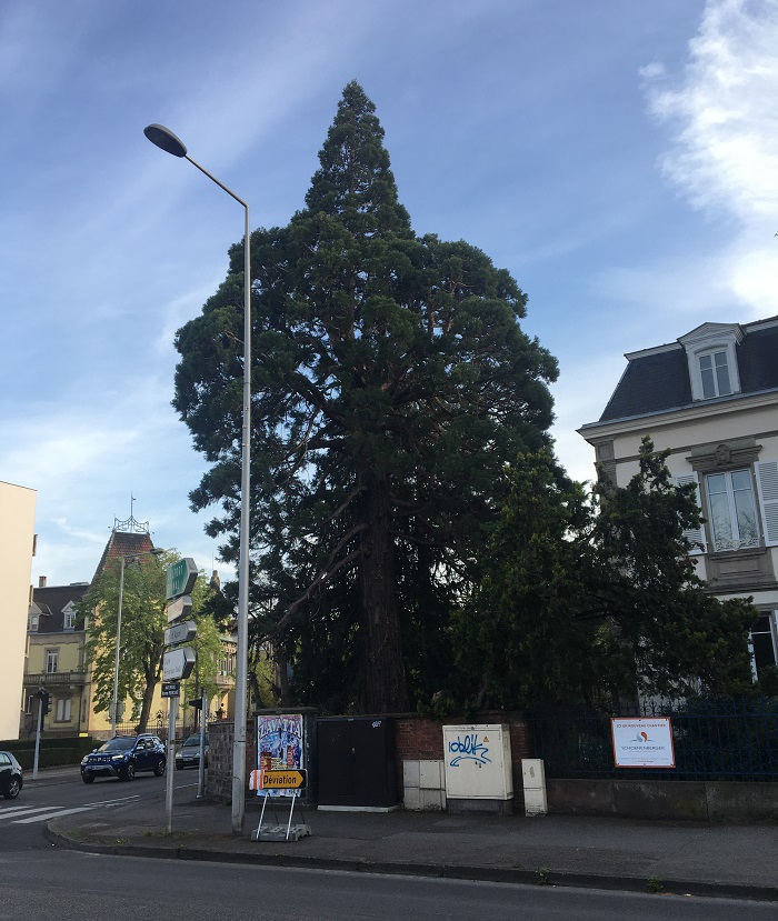 Séquoia géant à Colmar