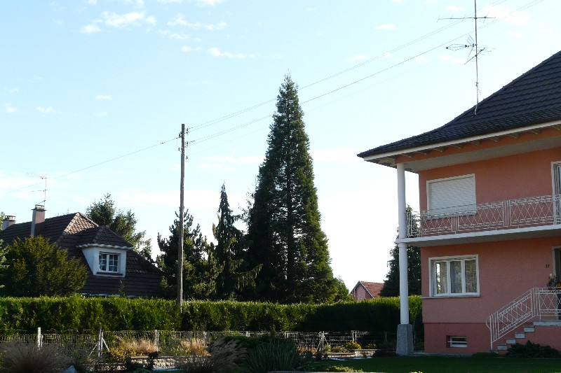 Séquoia géant à Folgensbourg