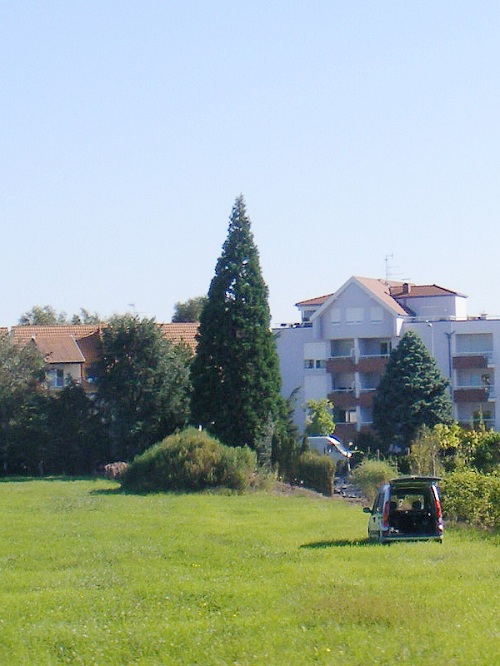 Séquoia géant à Haguenau