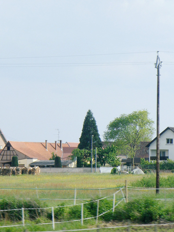 Séquoia géant à Haguenau