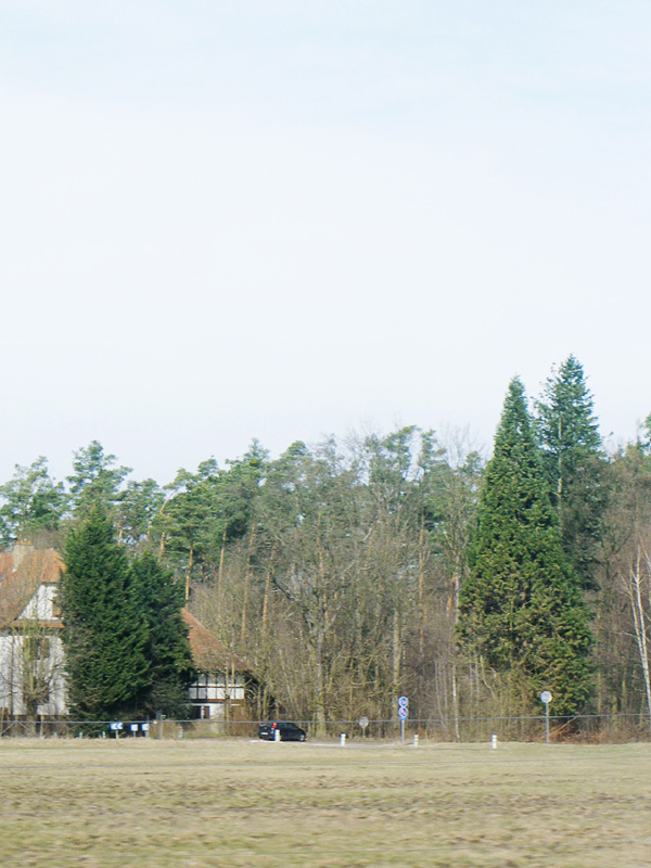 Séquoia géant à Haguenau