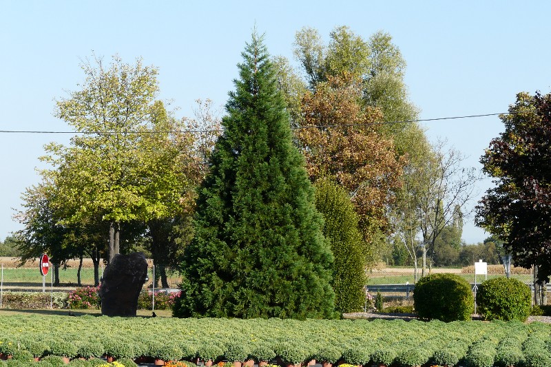 Séquoia géant à Hattstatt