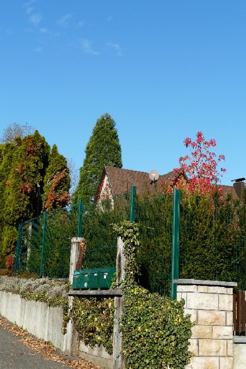 Séquoia géant à hégenheim