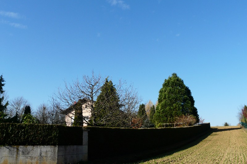 Séquoia géant à hégenheim