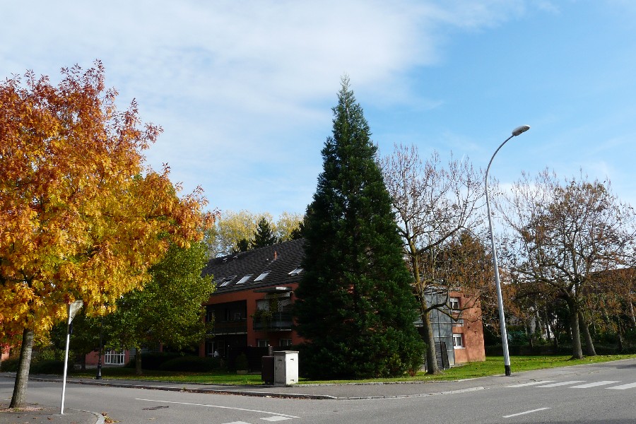 Séquoia géant à Hégenheim