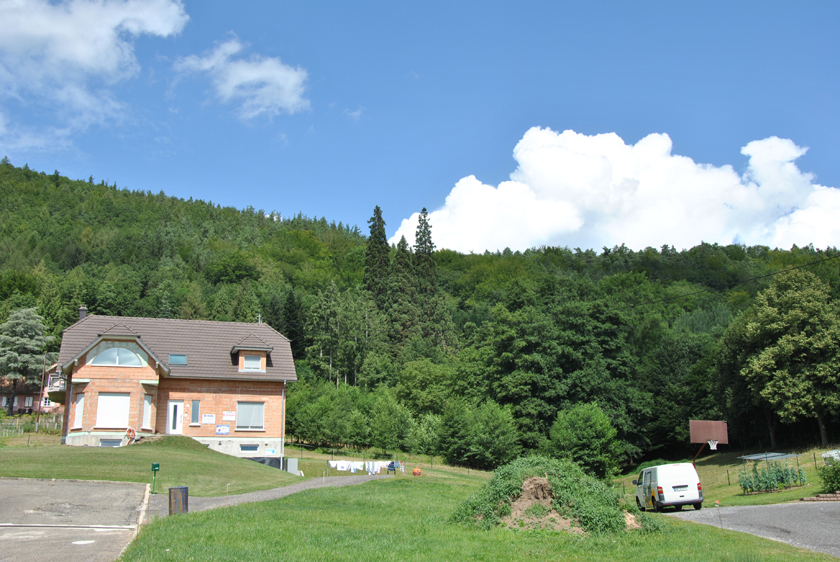 Séquoias géants à Niederbronn-les-Bains