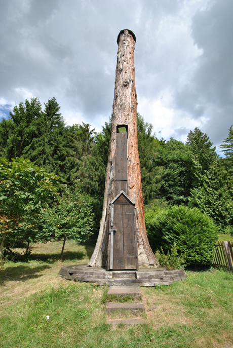 Sequoia Mirabilis par Patrick Meyer