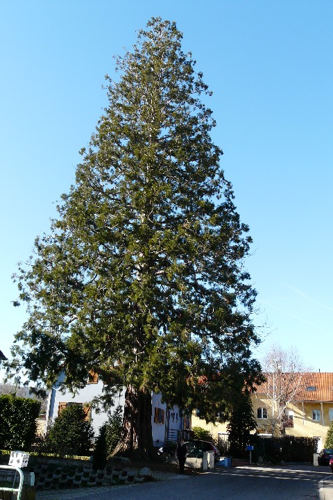 Séquoia géant à Issenheim