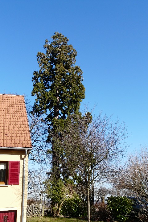 Séquoia géant à Issenheim