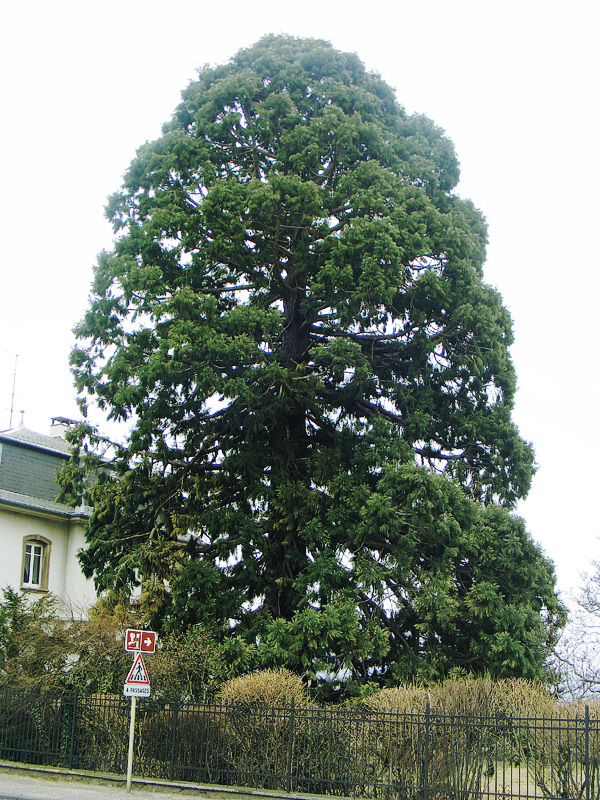 Séquoia géant à Kientzheim