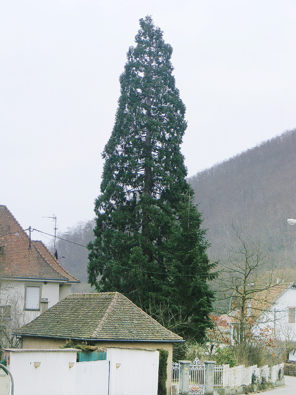 Séquoia géant à Kientzheim