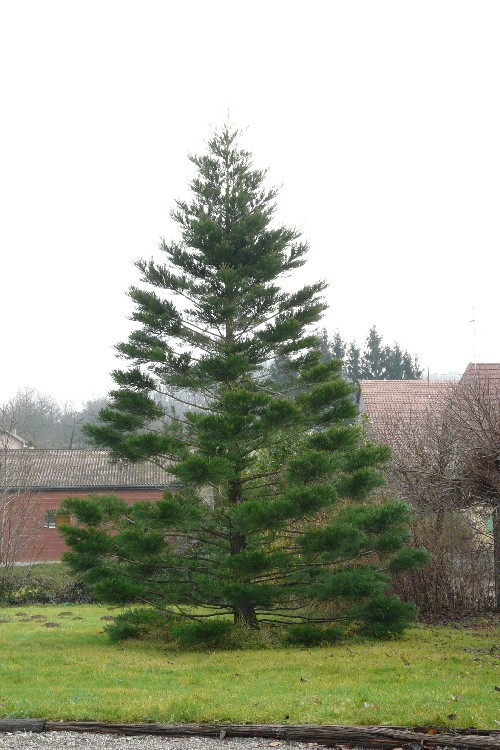 Séquoia géant à Magstatt le Haut