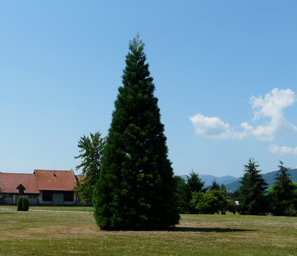 Séquoia géant à Rouffach