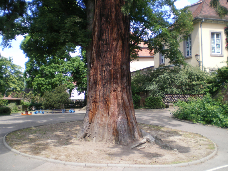 Base du séquoia de Saverne