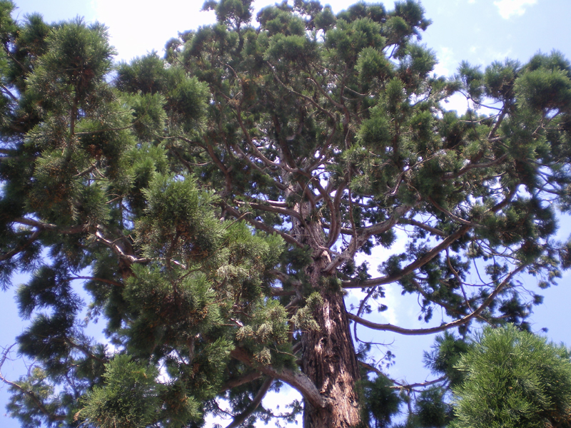 Couronne du séquoia de Saverne